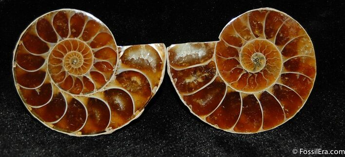 Small Desmoceras Ammonite Pair #396